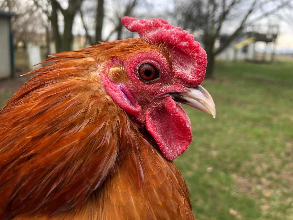 Fall 2019 Nankin Photos & How I Got Started Showing Chickens